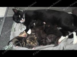 Gorgeous kittens for sale