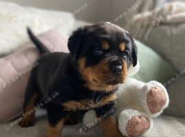Beautiful KC Rottweiler puppies ready 18.10.26