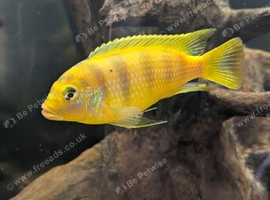 cichlid malawi male 8/9cm 8 months old