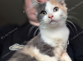 Loving Maine coon kittens