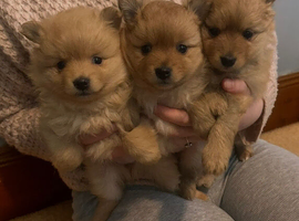 Beautiful Teddy bear Pomeranian puppies 2 girls  left READY NOW