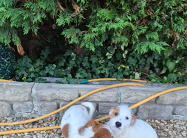 JACK RUSSELL PUPPIES