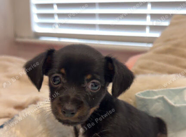 Parson Russell terrier mixed with chihuahua