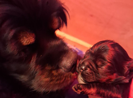 Stunning American Cocker Spaniel Puppies