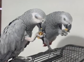 Pair African grey parrots