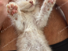 Maine Coon 3/4 Cross Kittens
