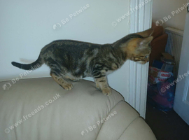 Gorgeous gold grey bengal boy Ready now