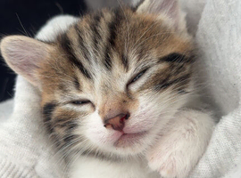 Kittens for sale