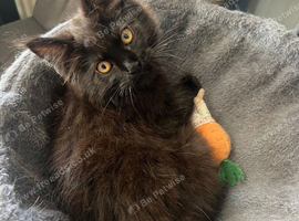 Beautiful Maine Coon kittens
