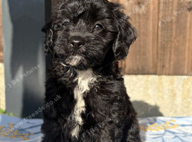 Cavapoo puppies