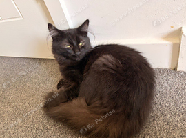 Beautiful fluffy boy needing forever home