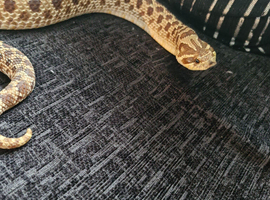 Two beautiful adault female hognose