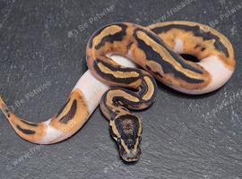 UPDATED Various Ball Python Hatchlings