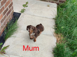 Miniature dachshund mixed with Patterdale pups