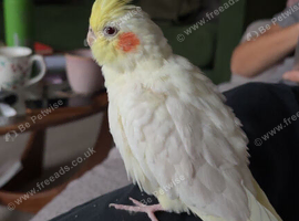 New home wanted for my cocktail