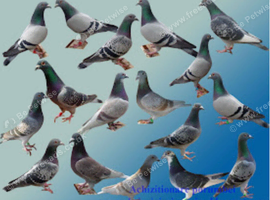 Racing pigeons for sale
