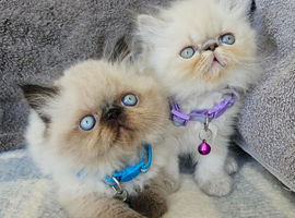 Stunning Pedigree Persian Kittens