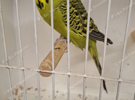 Exposition Budgies