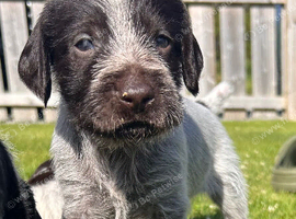 German Wirehaired Pointer Puppies