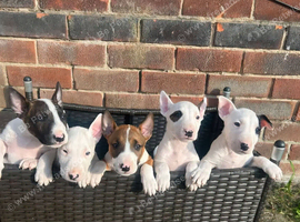 English bull terrier puppies