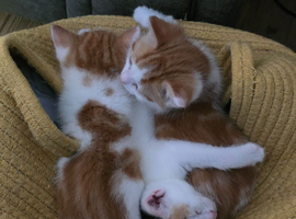 3 kittens
