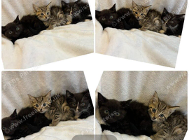 Kittens Ready To Go To Loving Homes!