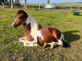 Can&rsquo;t ride but want to be around horses I&rsquo;m looking for a friend