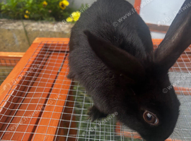 rabbits