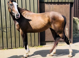 15.1/2hh 4yo filly