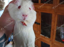 White self pew sow