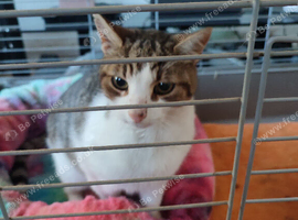 Lost pet