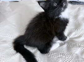 ragdoll / mainecoon kittens