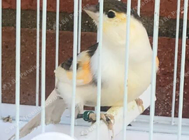 This year's Canary