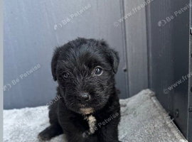 Jack Russell