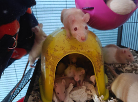 Rats! Male and female