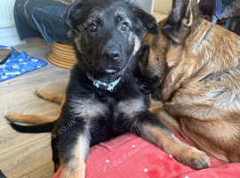German shepherd puppy