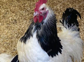 Sussex young cockeral free to good gome