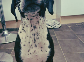 Dalmatian X Staffy