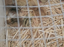 3 days old quails unsex
