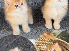 GCCF Champion Line British Kittens