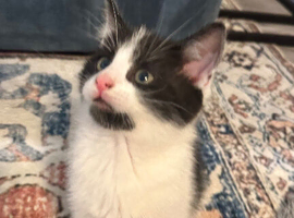 Stunning litter off kittens REDUCED