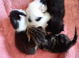 4 kittens needing good homes