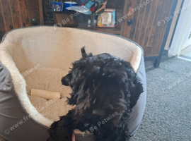 8 month old