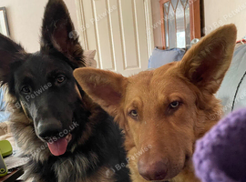 Straight back pure German shepherds