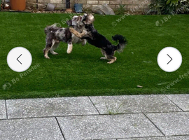 Mobile/Stationary Groomer Urgently Needed.