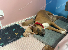 American bulldog cross American staff
