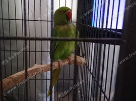 Indian ring neck