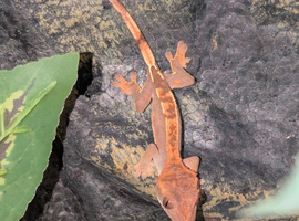 Harlequin crested gecko
