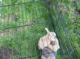 3 Female Baby Rabbits For Sale