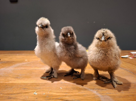 Silky chicks and hatching eggs